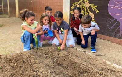 Comencem a plantar el primer enciam